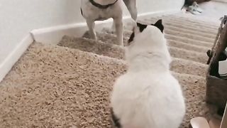 Funny Cat Vs Dog Viral Video 11