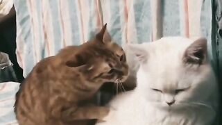Funny Cat Viral Video 23