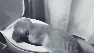 Funny Dog Viral Video 13