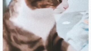 Funny Cat Vs Dog Viral Video 12