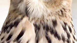 Funny Owl Viral Video