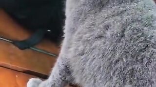 The Cat just woke up