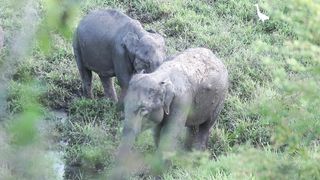 "Wild Family Adventures: Exploring the Animal Kingdom"