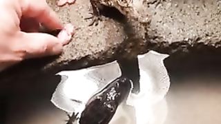 Hand feeding baby crocodiles