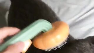 Baby Cats - Cute and Funny Cat Videos Compilation 14