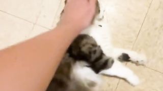 Funny | Zen: The Cat Who Embodies Serenity (or Not!) | FunFM