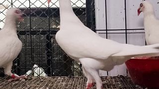 White self Danish