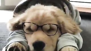 dog who studies too much