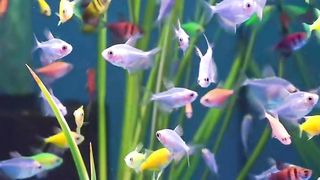 Aquarium fish
