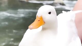 duck relaxing