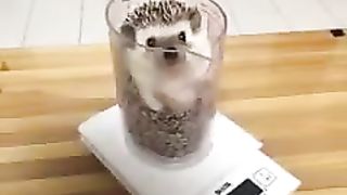 How to measure a hedgehog's weight
