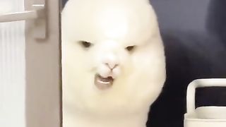 Alpaca looking at me