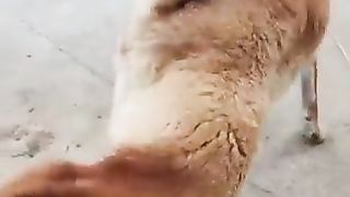 playful dog