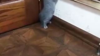 Crazy cat everywhere