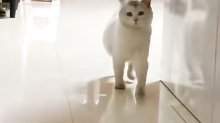 plain cat