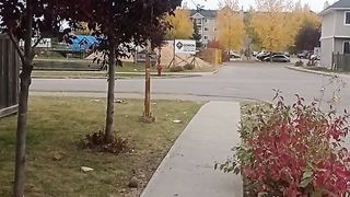 Canada beauty 35