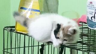 The Kitten Chilling