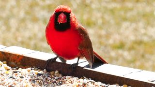 oaseau red
