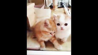 Cute Cats - Funny and cute Cat Video - Compilation 2023