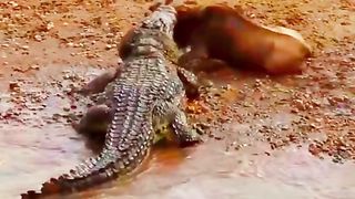 CROCODILE VS WILDERBEST