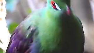 Paradise beautiful bird