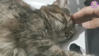 Kucing Lucu 5