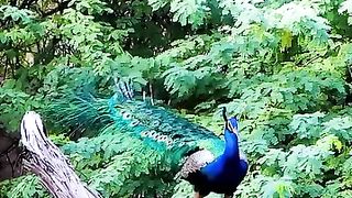 Wow beautiful bird 3