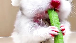 Cute animal ❤❤