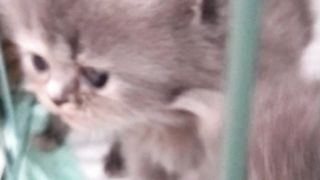 my kitten is cute