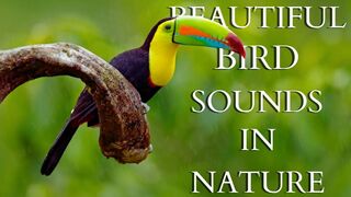 Beautiful Bird Sounds In Nature