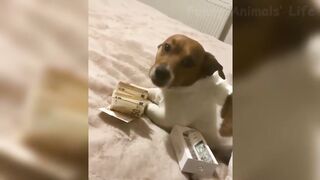Funniest Dogs And Cats Video 2