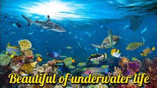 BEAUTIFUL OF UNDERWATER LIFE