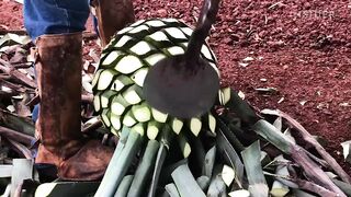 Mezcal Is The Fastest-Growing Liquor In The US. Why Aren't Mexican Producers Cashing In