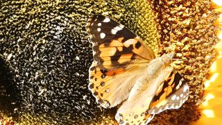 "Forest Reveries: The Magic of Nature"