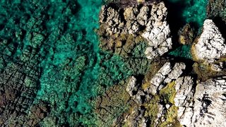 "Earth's Garden: The Beauty of Flora"