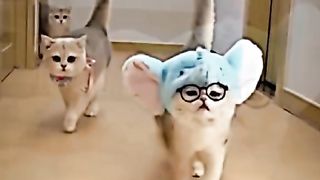 Haiwan cats