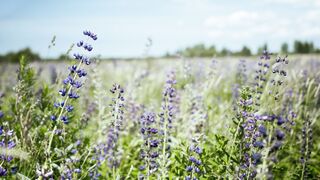 "Whispers of the Breeze: Nature's Poetry"