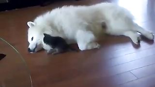 A dog deliberately loses to a kitten