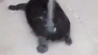 turtle dancing in the shower