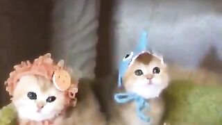 cute kittens 5