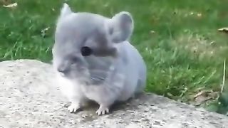 cute chinchilla