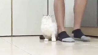 a cat that won't leave