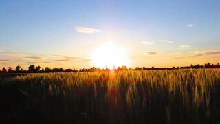 "Nature's Symphony: Harmonies of the Wild"
