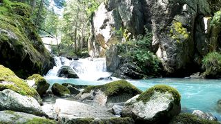 "Nature's Symphony: Harmonies of the Wild" 2