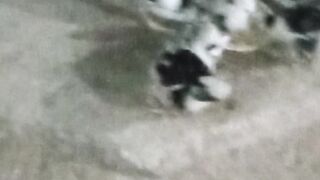جوجه گلین