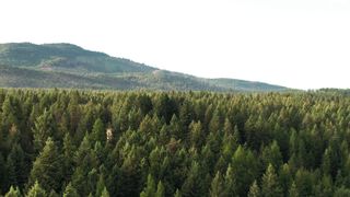 "Mystic Forest: Exploring Nature's Enchantment"