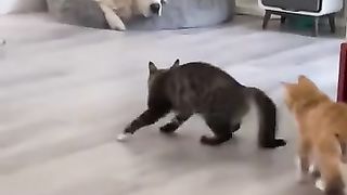 I got this, cover me!