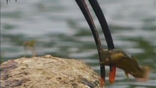 Most Beautiful Birds 55 | Relaxing Moments in Nature | Calming Video | #nature #febspot