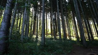 "Eternal Explorations: Journeying Through Nature"