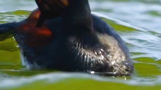 4K Nature Video | Most Beautiful Birds 56 | Amazing Nature | Peaceful View